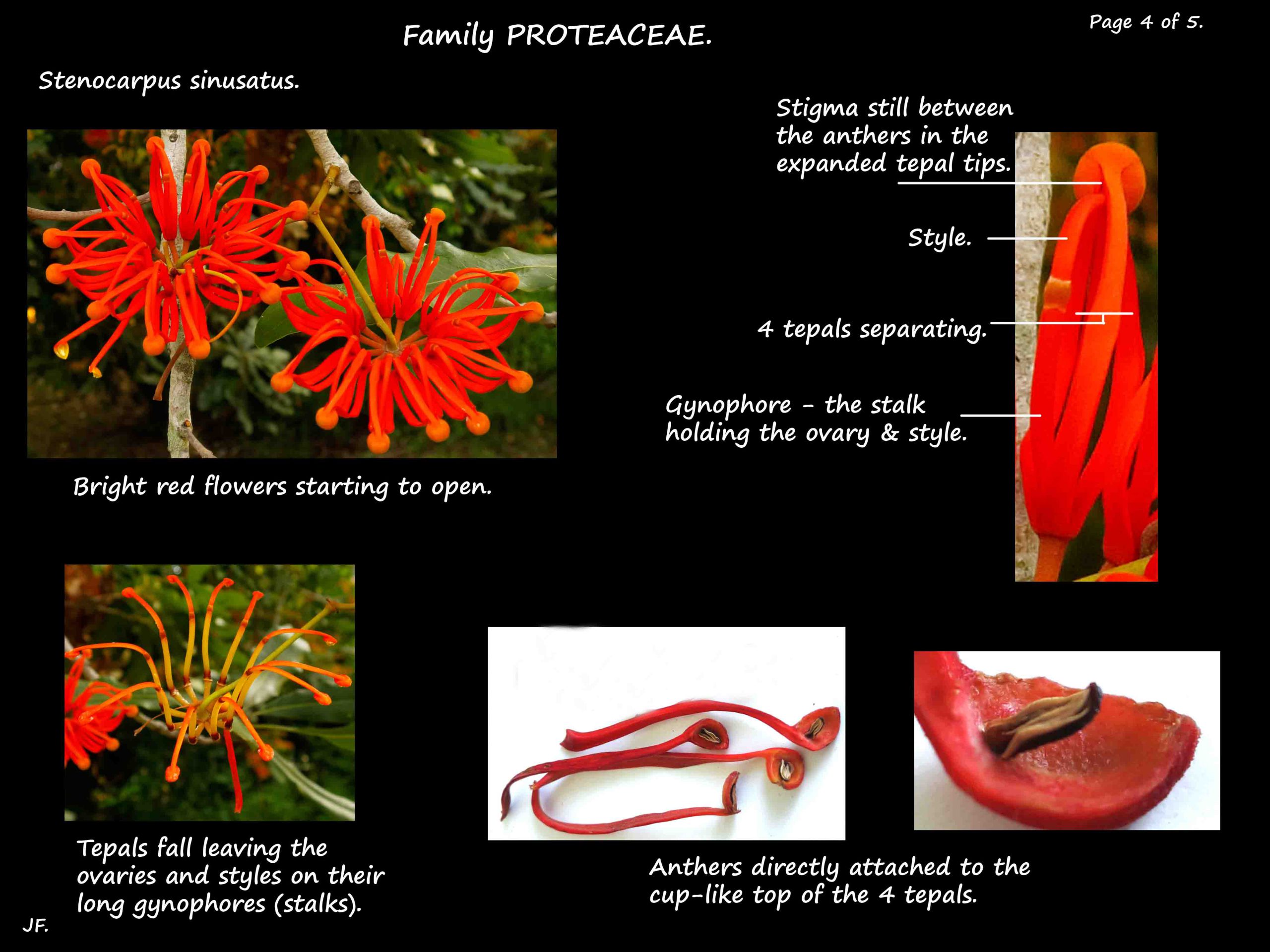 4 Flowers of Stenocarpus sinusatus